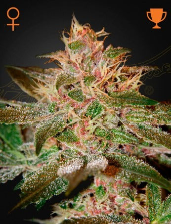 Pure Kush (Feminised)