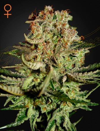 Super Bud (Feminised)