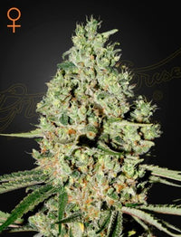 Super Critical (Feminised)