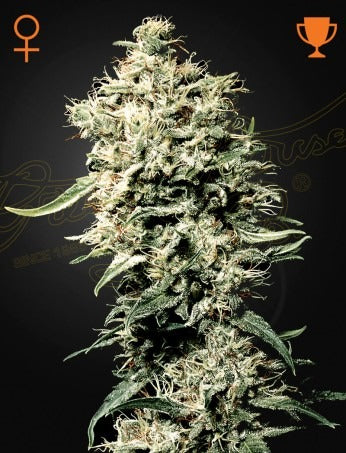 White Rhino (Feminised)
