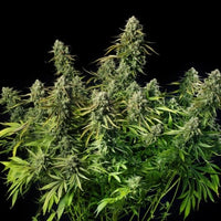 MAC Dawg XXL AUTO
