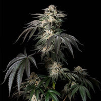 Mint Candy