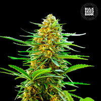 AUTO BANANA MONKEY