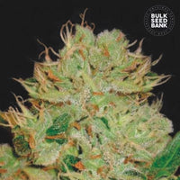 AUTO BIGGER BUD