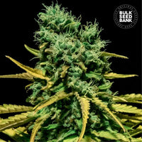 AUTO HELL BELLS OG