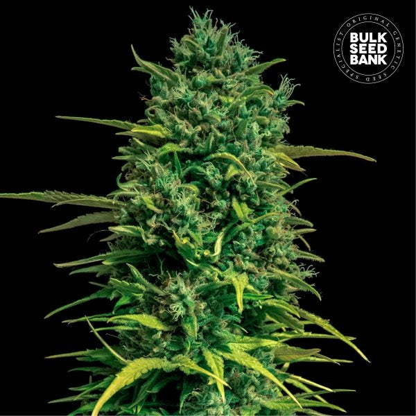 AUTO TROPICAL COCONUT