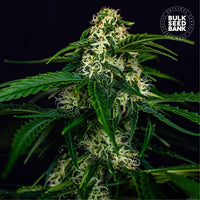 AUTO WATERMELON JAM
