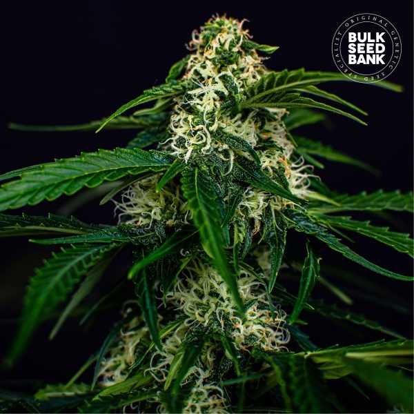 AUTO WATERMELON JAM