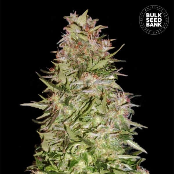 AUTO WHITE PRUSSIAN