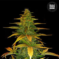 AUTO WILD DWARF