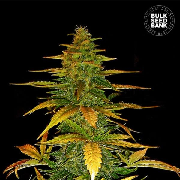 AUTO WILD DWARF