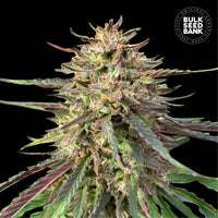 AUTO CBD GUERILLA GLUE