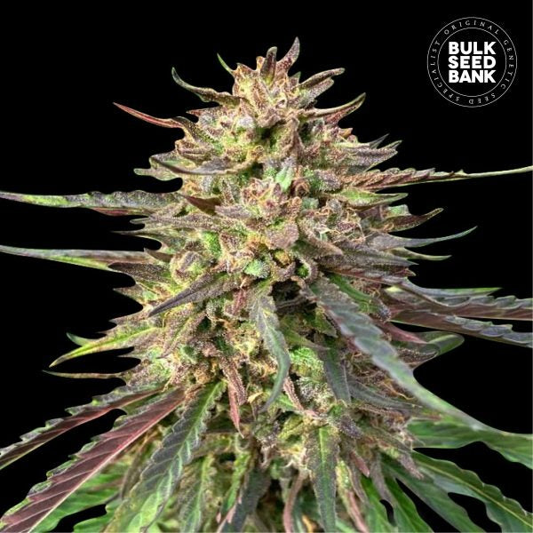AUTO CBD GUERILLA GLUE