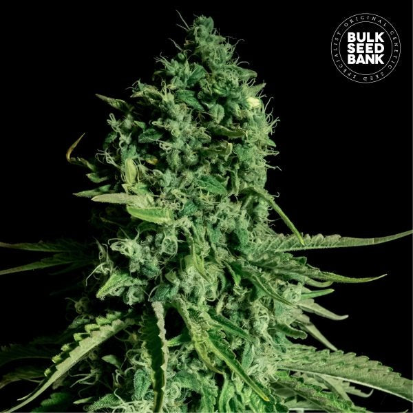 CBD CHEESE