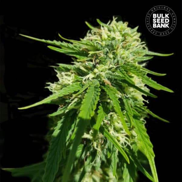 CBD GOOD WILD SHARK