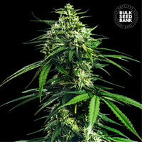 CBD INDICA KING