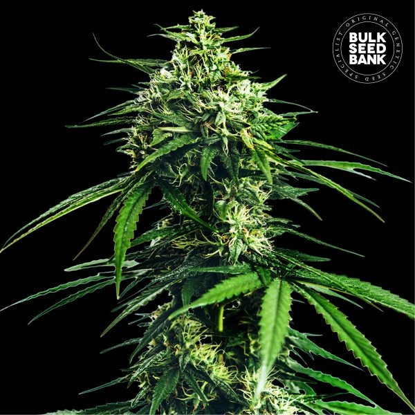 CBD INDICA KING