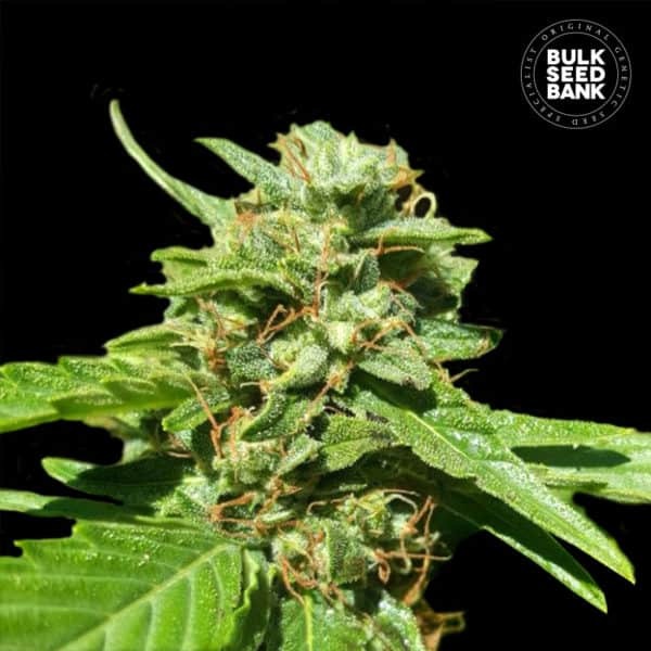 CBD NEPAL GOLD