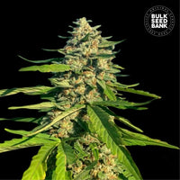 CBD CRITICAL MASS