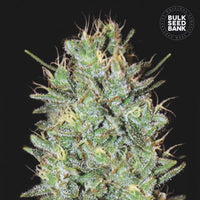AMNESIA HAZE