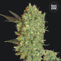 MARLEY’S BUD
