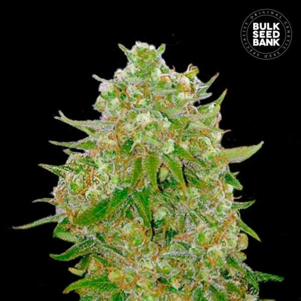 MASTER KUSH GRAND