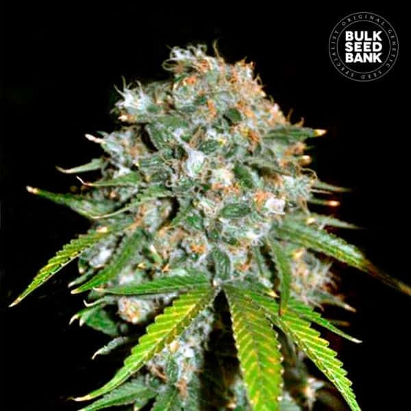 SKUNK #99