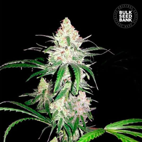 SPECIAL LIME HAZE
