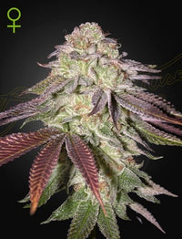 Sugarlato Auto