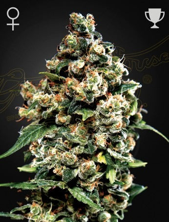 Jack Herer (Feminised)