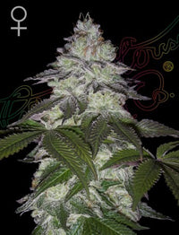 Milky Dreams