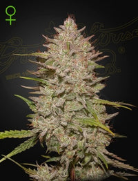 Chemical Candy