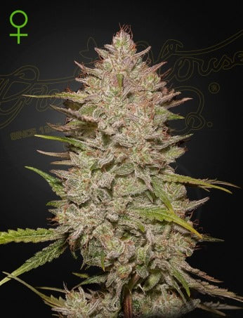 Chemical Candy
