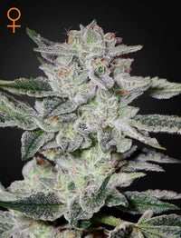 Sweet Valley Kush (Feminised)