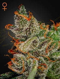 King's Kush (Feminised)