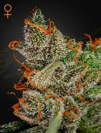 King's Kush (Feminised)