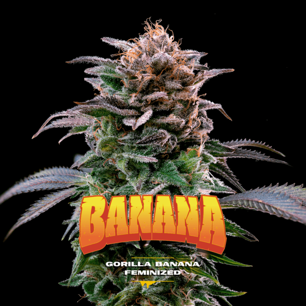 Gorilla Kingdom Banana