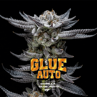 Gorilla Kingdom Glue Auto