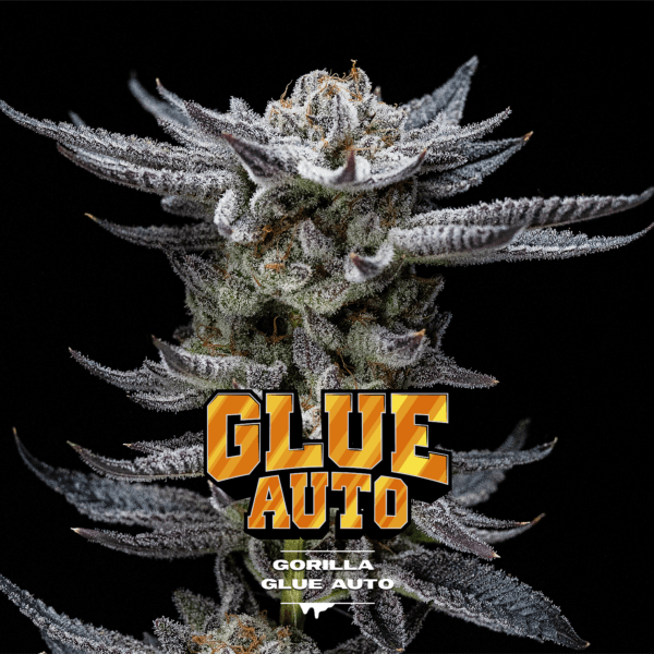 Gorilla Kingdom Glue Auto