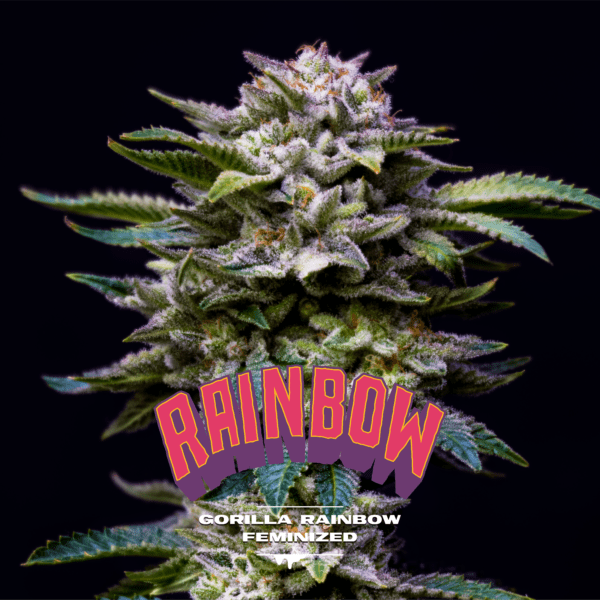 Gorilla Kingdom Rainbows