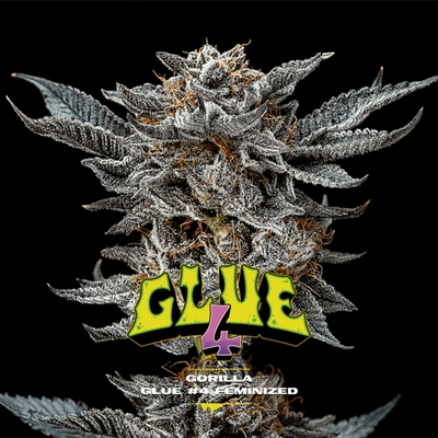 Gorilla Kingdom Glue #4