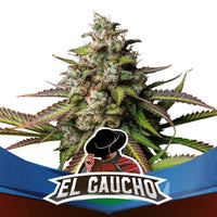 El Gaucho Faster Flowering