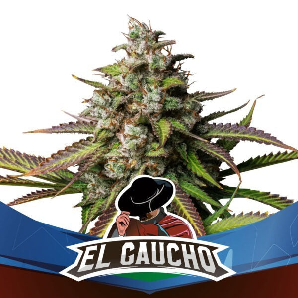 El Gaucho Faster Flowering