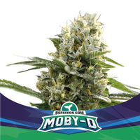 Moby D XXL Auto