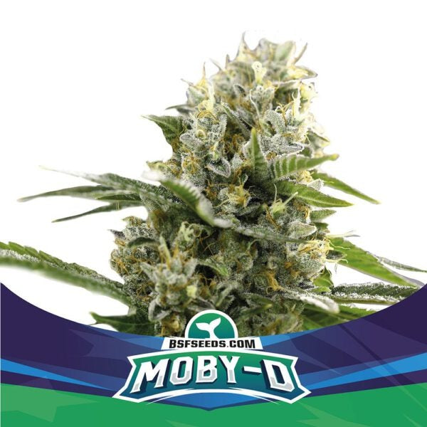 Moby D XXL Auto