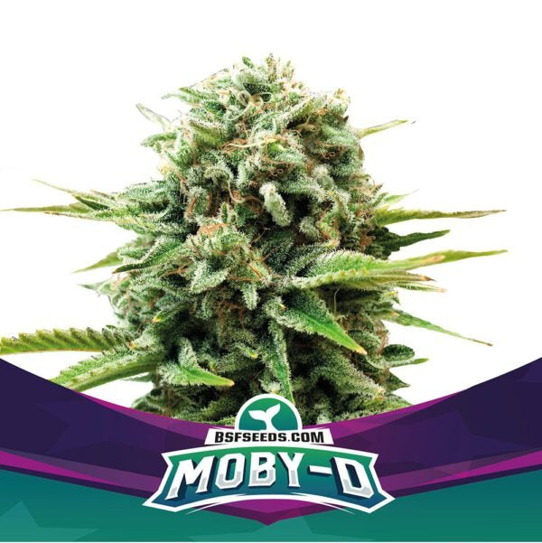 Moby D