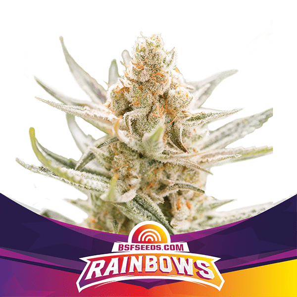 Rainbows