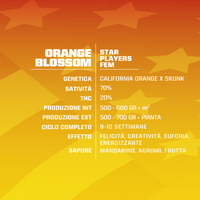 Orange Blossom
