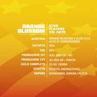 Orange Blossom XXL Auto