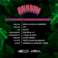 Gorilla Kingdom Rainbows